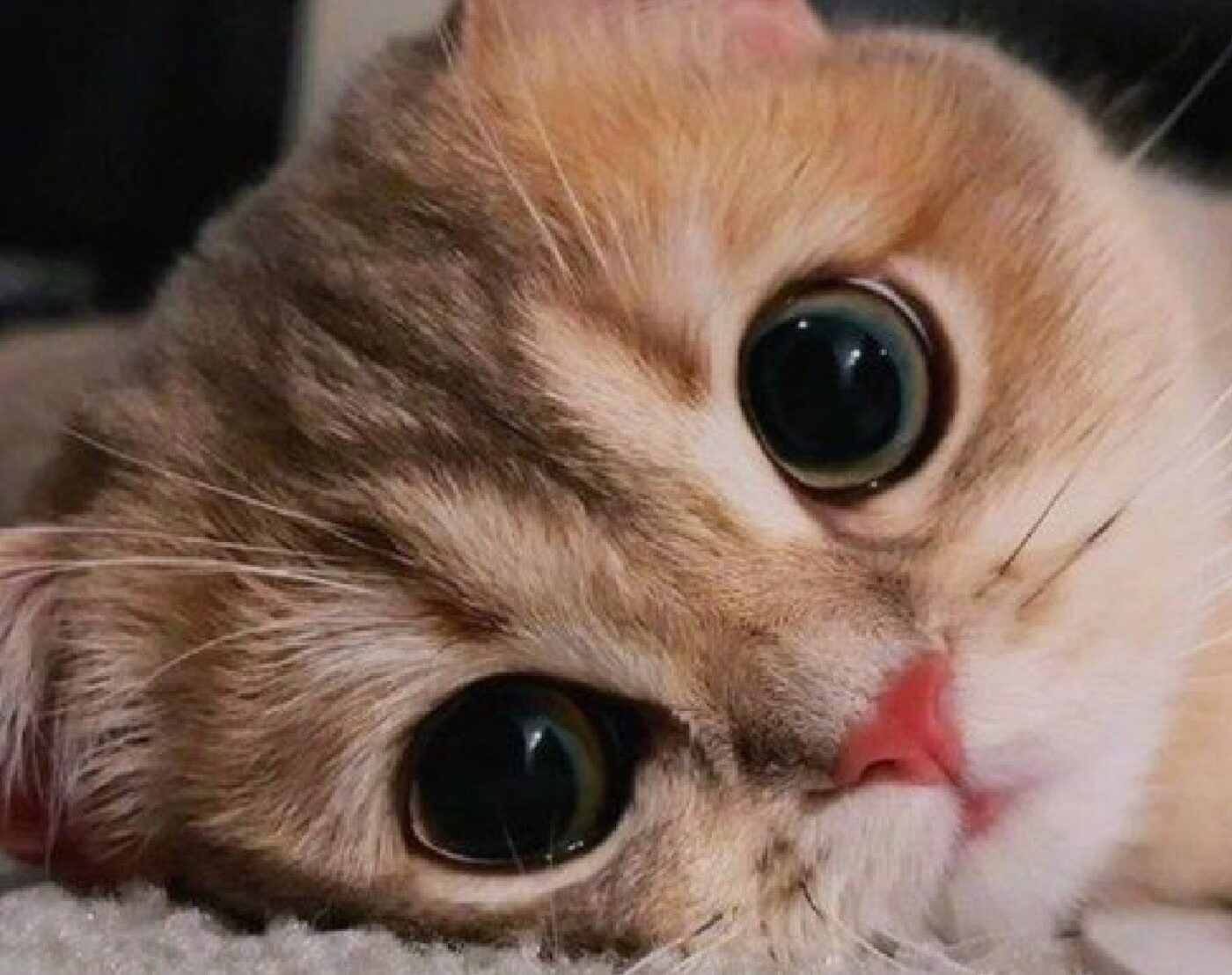 اسم برای گربه