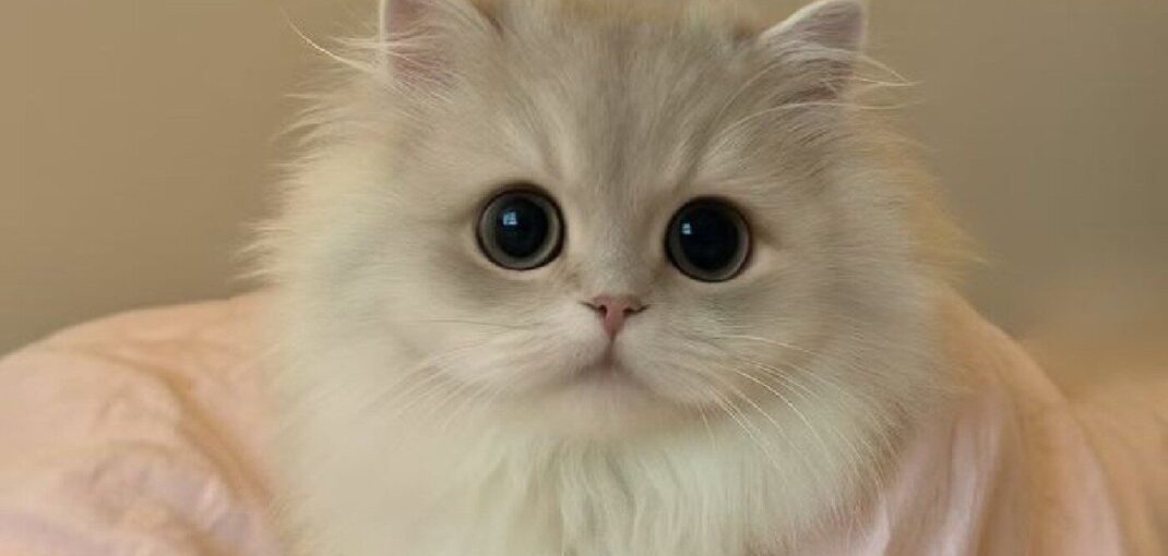 بهترین اسم گربه